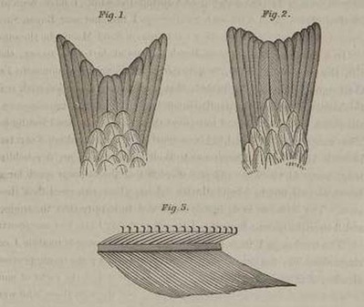 8195
<br/>
Ornithological biography, or an account of the habits of the birds of the United States of America; accompanied
by descriptions of the objects represented in the work entitled the Birds of America, and interspersed with delineations of American scenery and manners.
<br/>
<em></em>